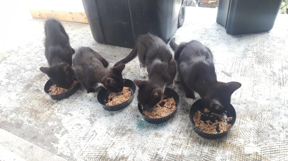 gata de rua pede ajuda