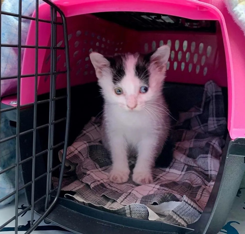 gatinha de rua encontrada