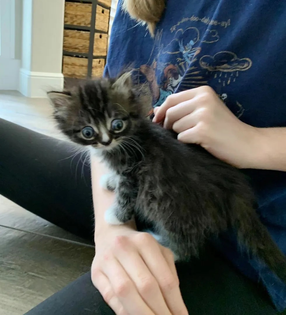 gatinho com condição especial olhos