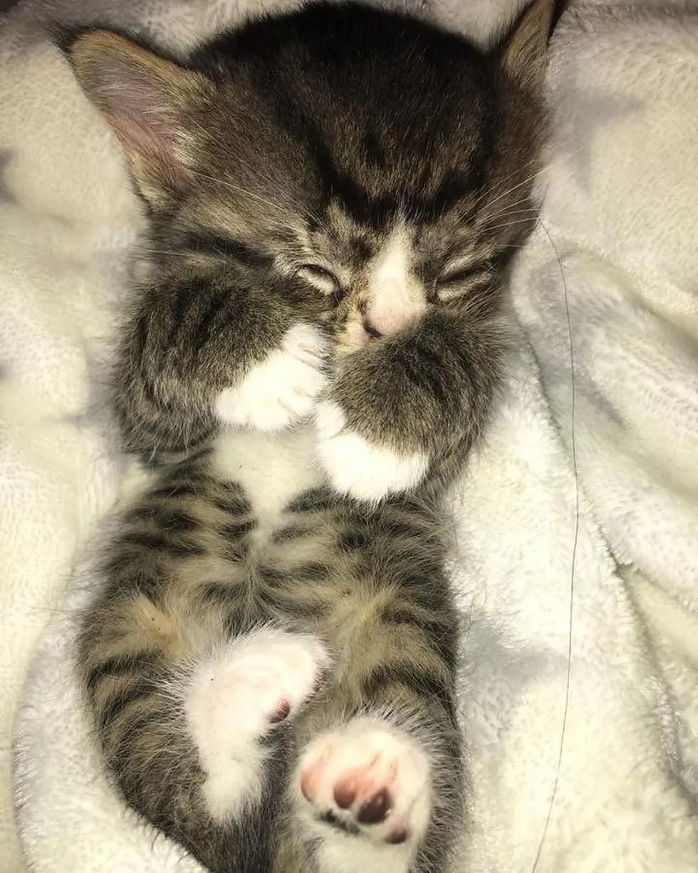 gatinho lindo