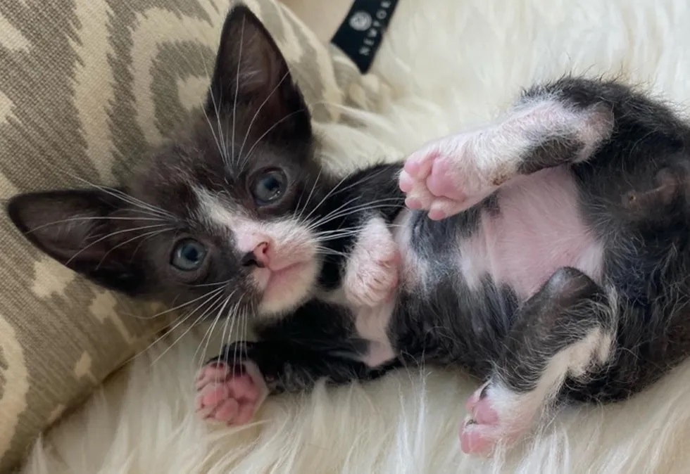 gatinho orelhudo minúsculo pequeno