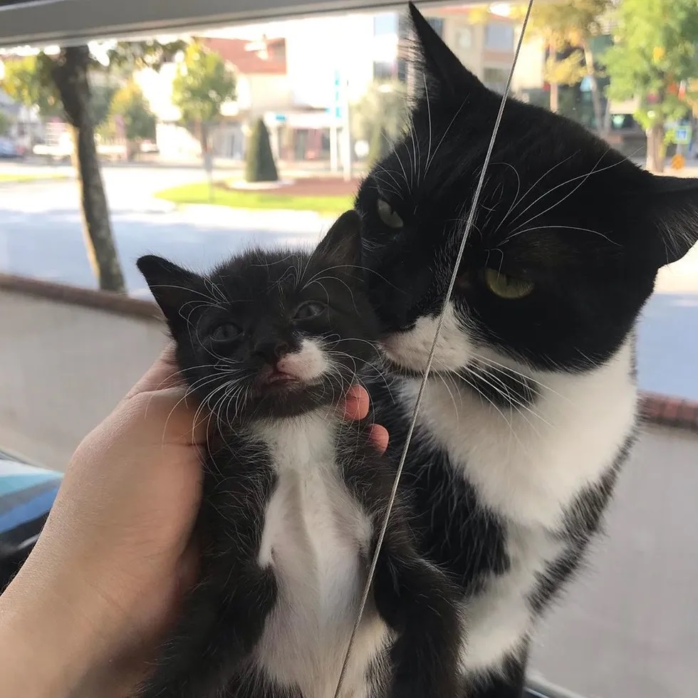 gata adota filhote parecido com ela