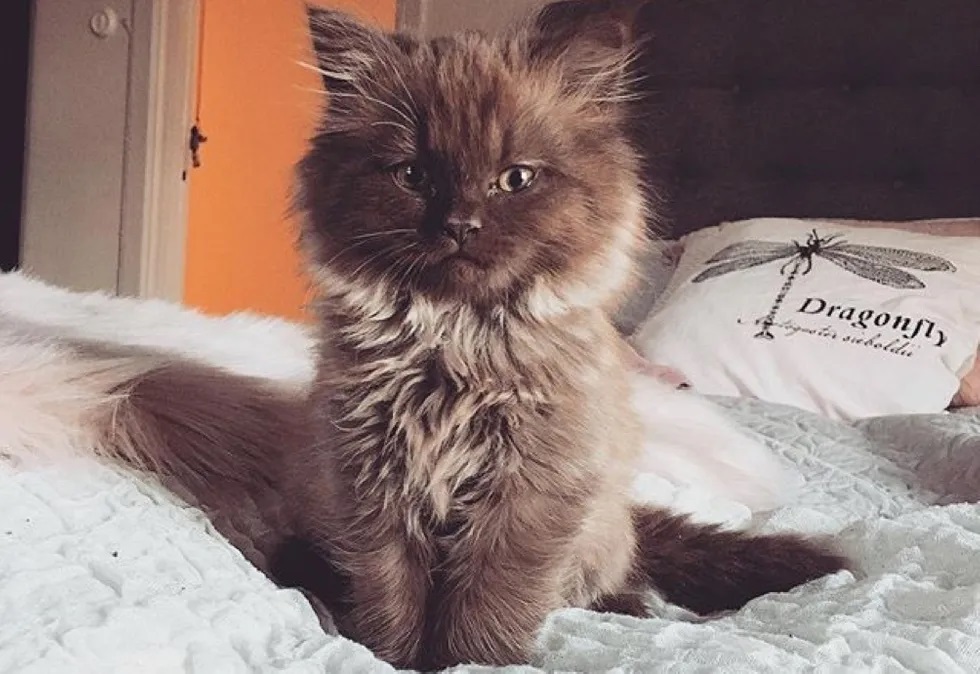 gatinho mais lindo