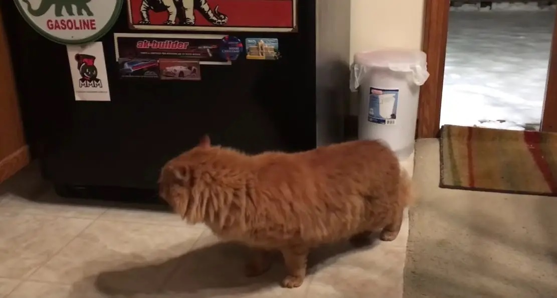 gato abandonado cria coragem e entra