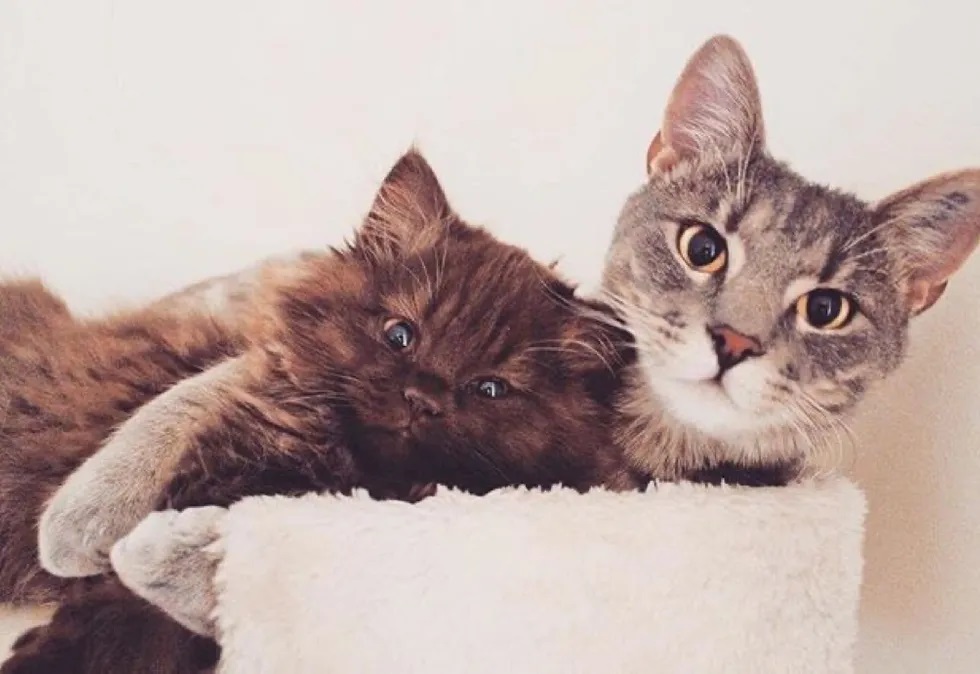 gato mais lindo do mundo