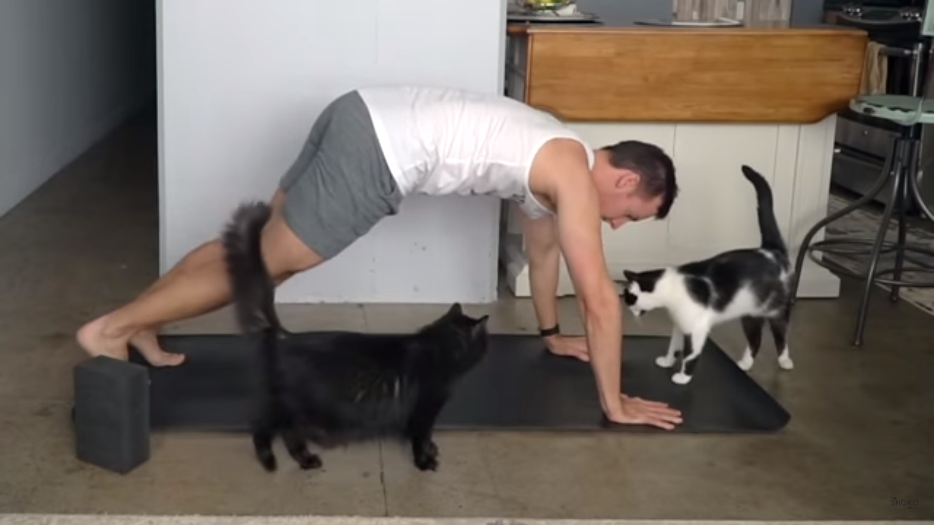gatos participam de aula