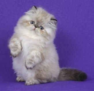 curiosidades sobre gato persa