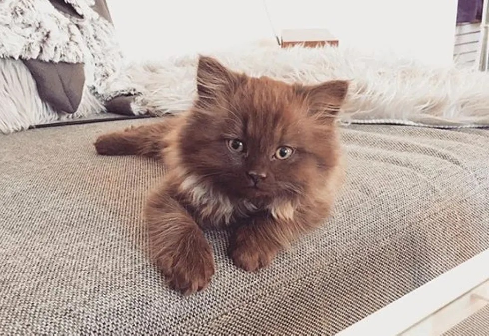 lindo gatinho filhote