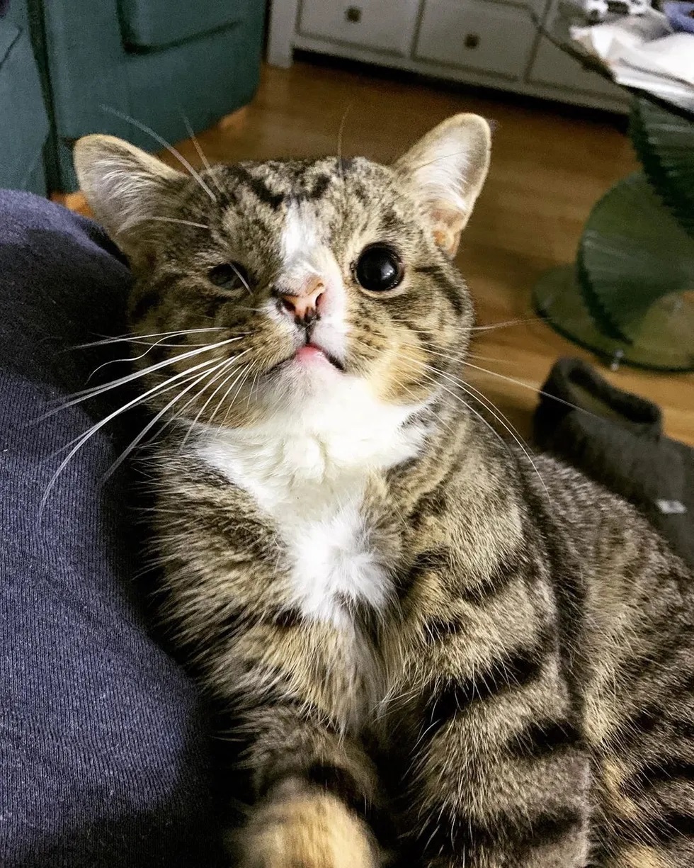 gato com hidrocefalia