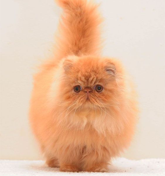 gatinho fofo