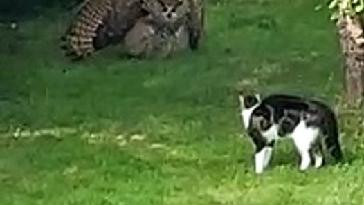 Gatinho se deparou com coruja