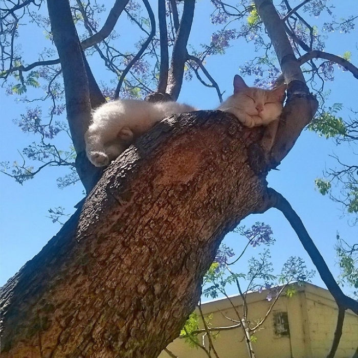 gatinhos lindos