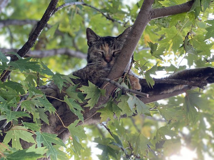 gatinhos dormindo de forma fofa