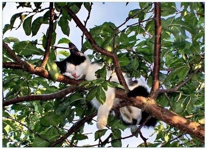 gatinhos hilários