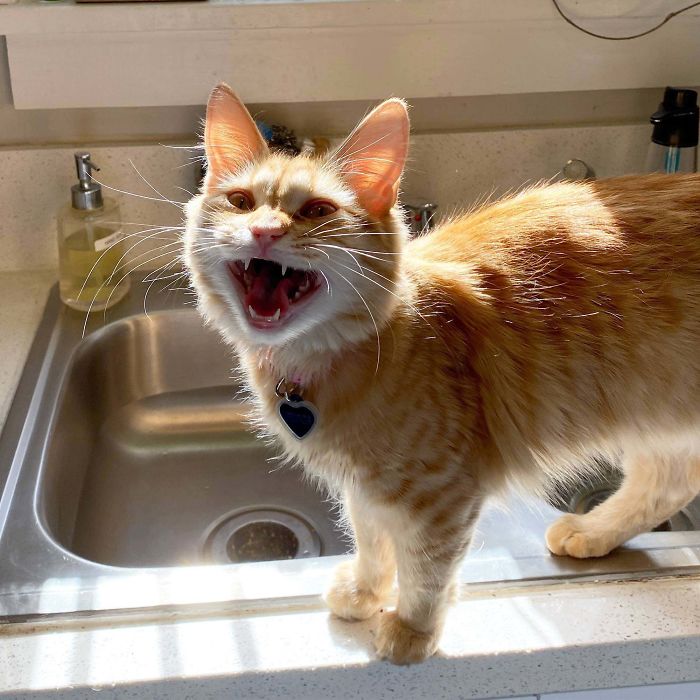 gato mia