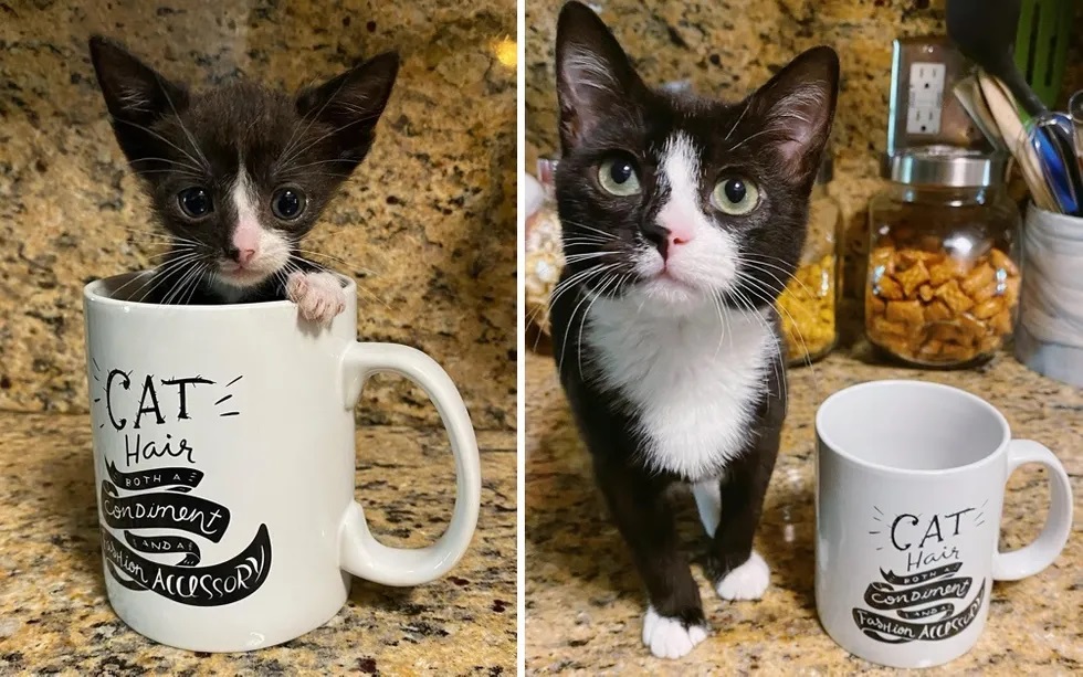 fotos de gatos fofos