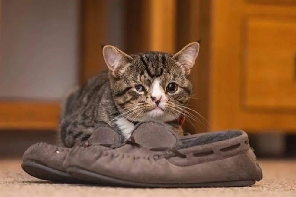 gatinho com hidrocefalia