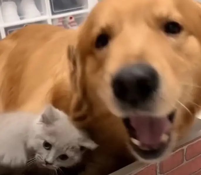 golden retriever e gatinho