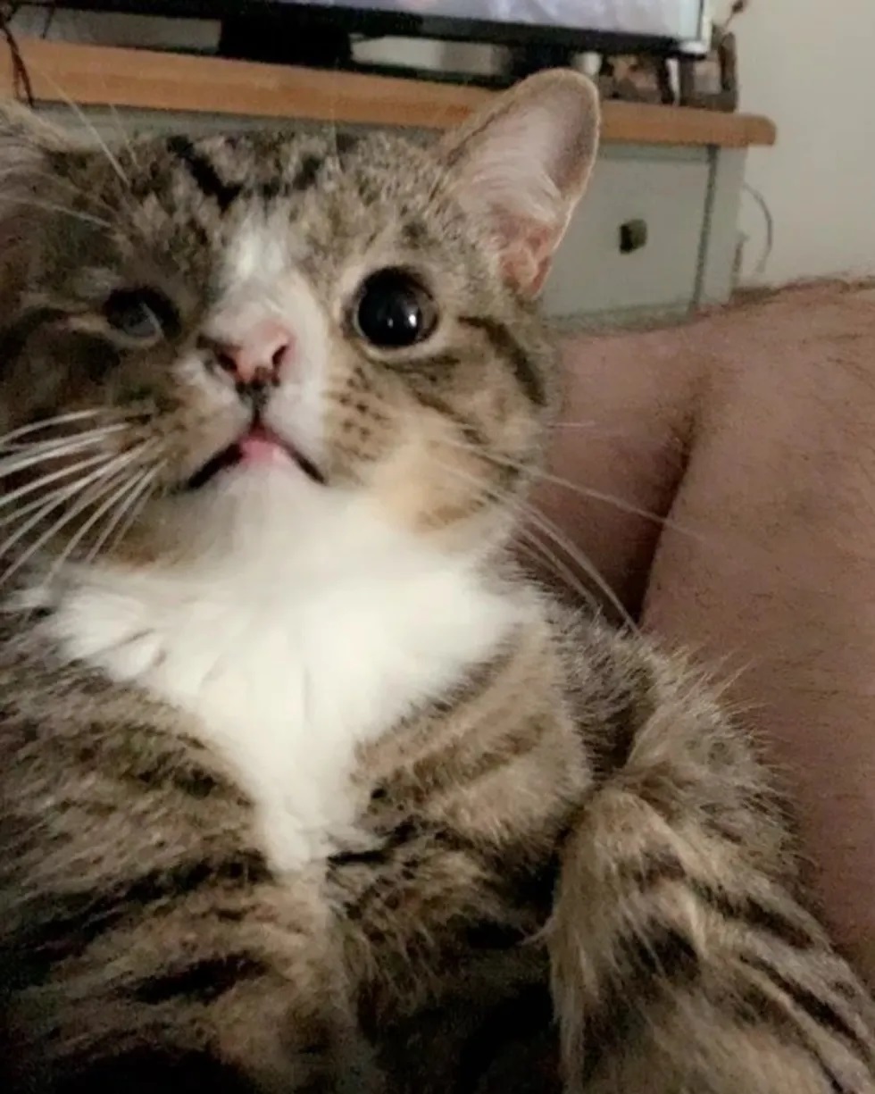 Gato com condição especial abraça visitante