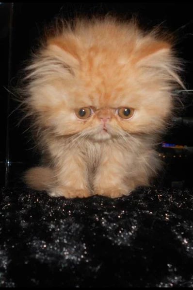 gatinho