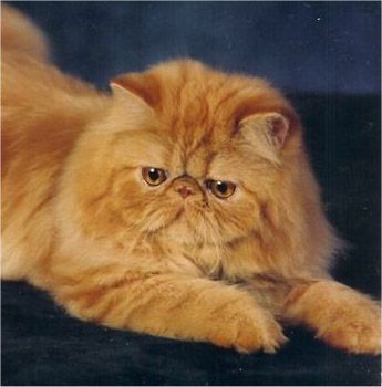 gatinhos fofos