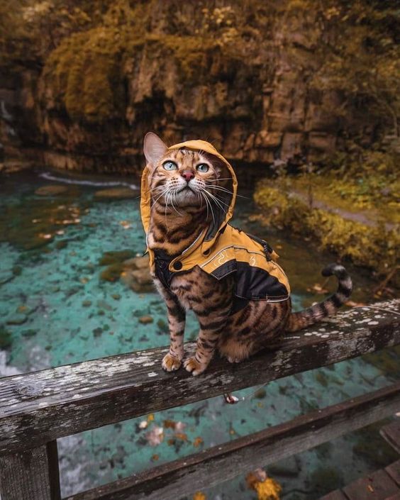 foto gato de bengala