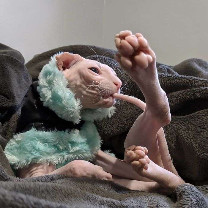 curiosidades sobre gatinhos Sphynx