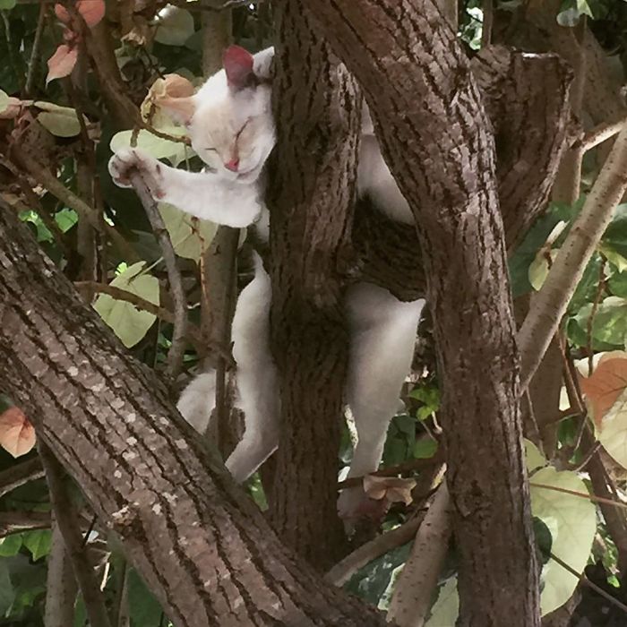 gatos amam árvores imagens