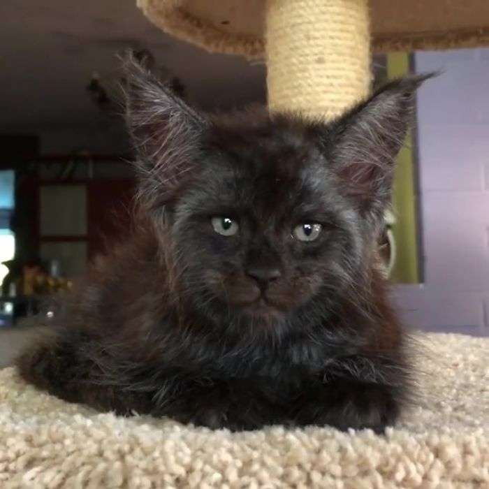filhote maine coon