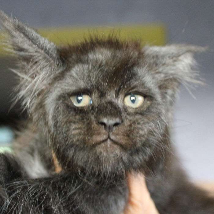 raça maine coon