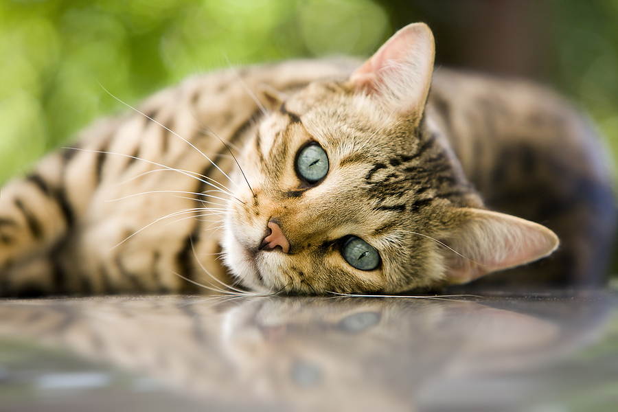 gato bengal