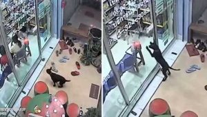 Filhote perdido foi a clínica que o vacinou e pediu ajuda para voltar para casa