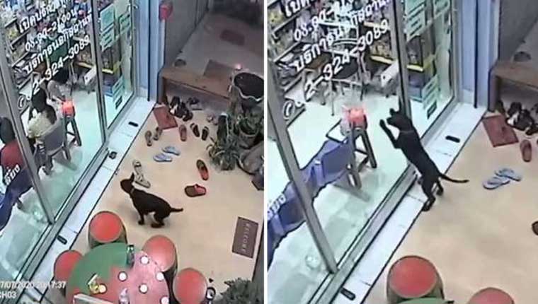 Filhote perdido foi a clínica que o vacinou e pediu ajuda para voltar para casa
