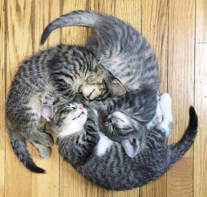Gatos flagrados