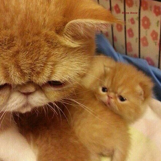 Fotos de gato persa filhote lindos ninhada