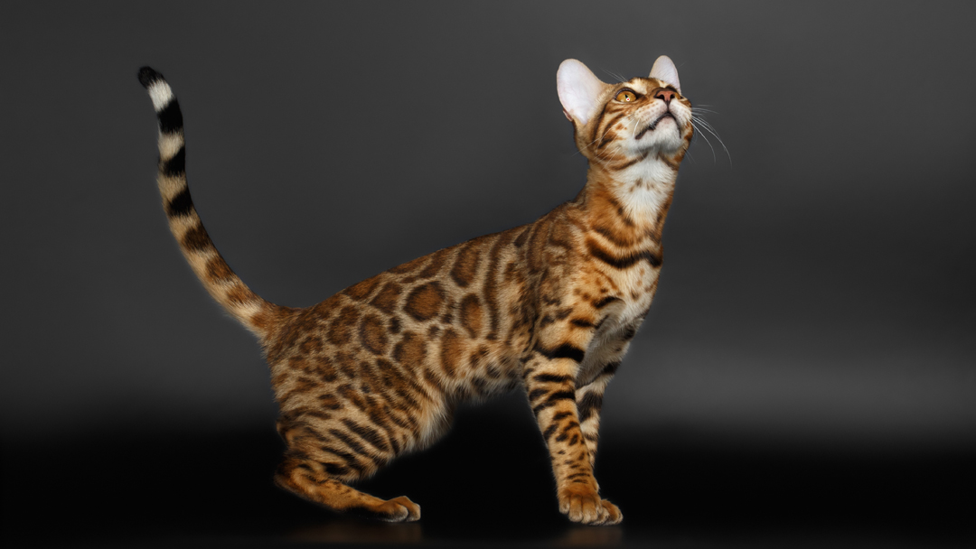 fotos de gato bengal filhotes
