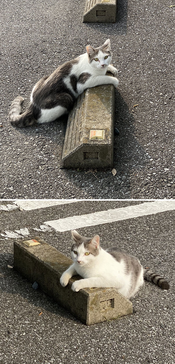 gatinhos lindos de rua