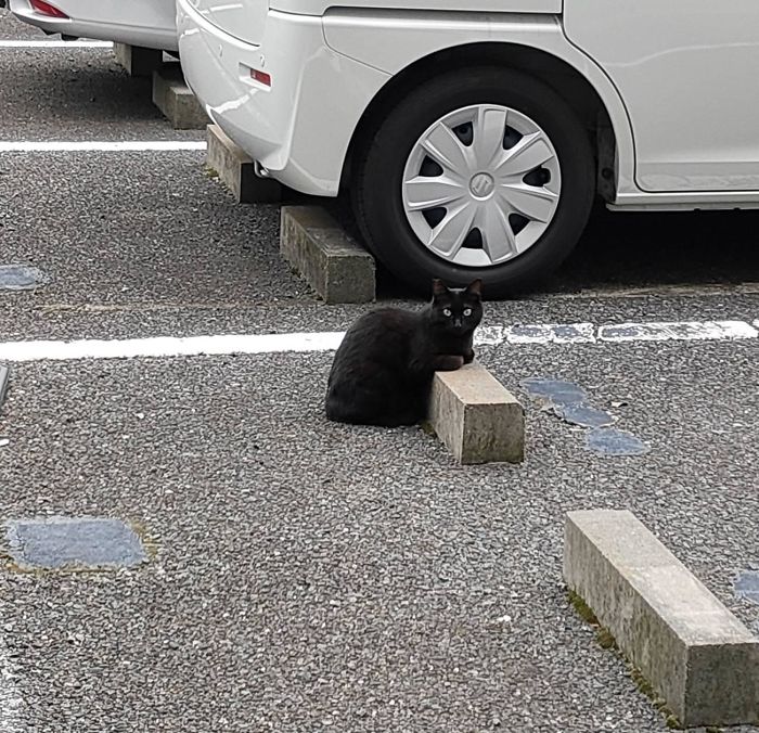 gatos em estacionamentos
