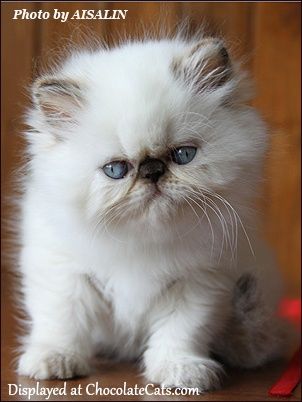 Fotos de gato persa filhote lindos fofos branco