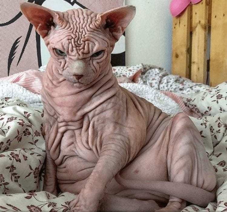 raça sphynx
