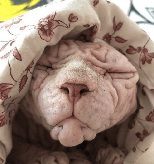 Xherdan gato sphynx