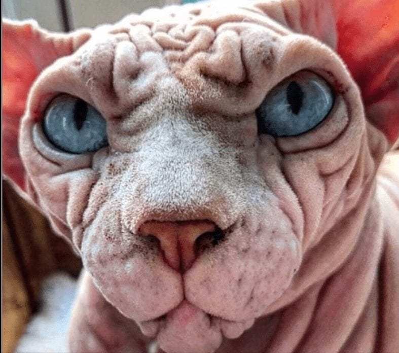 gato sphynx