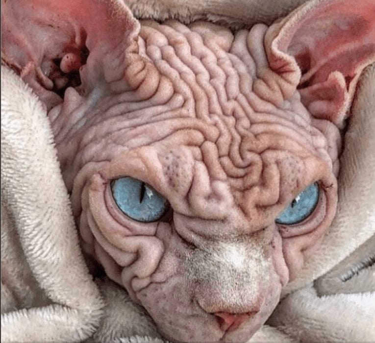 gato mais assustador do mundo