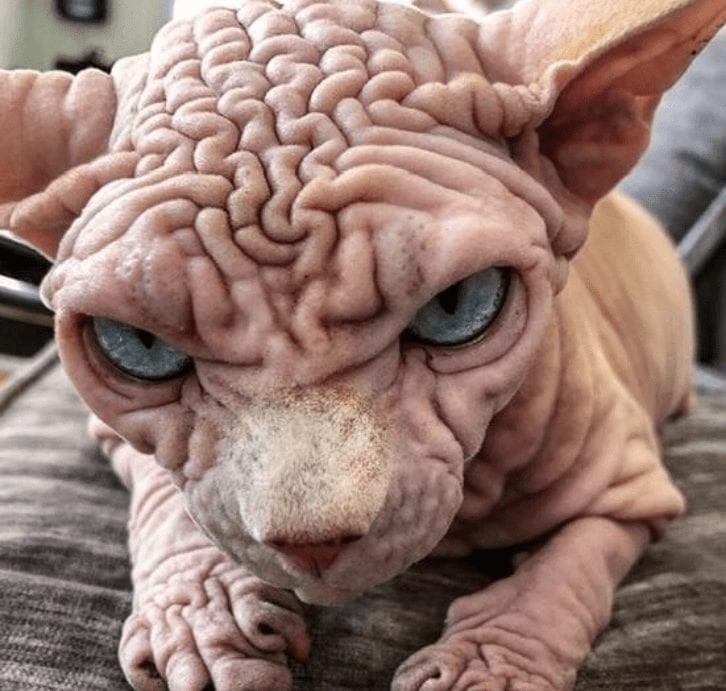gatinho sphynx Xherdan