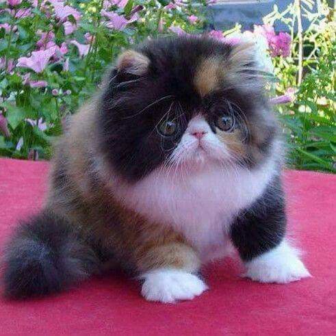 fotos de gato persa