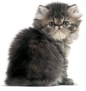 Fotos de gato persa filhote lindos fofos