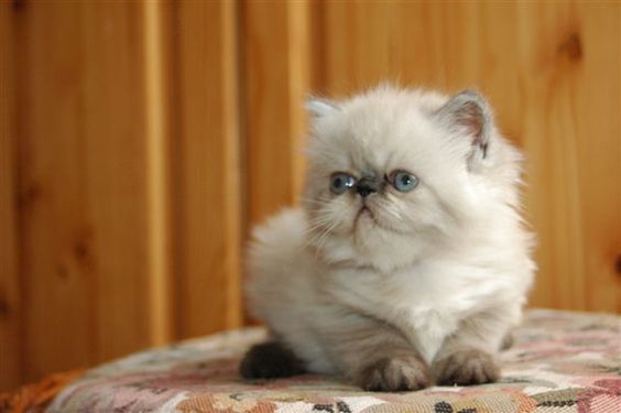 gato persa