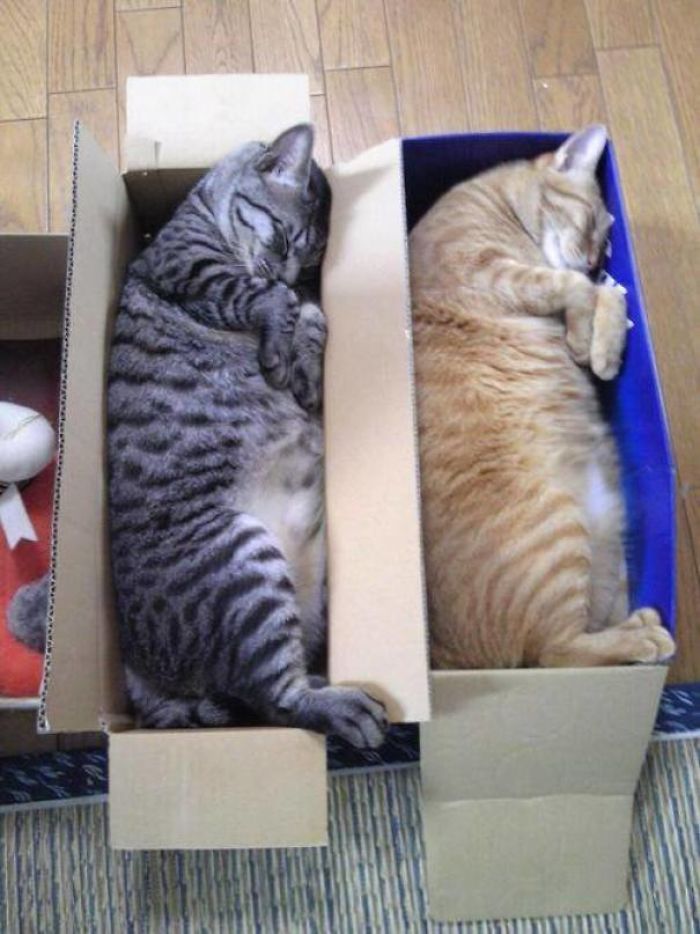 felinos domésticos