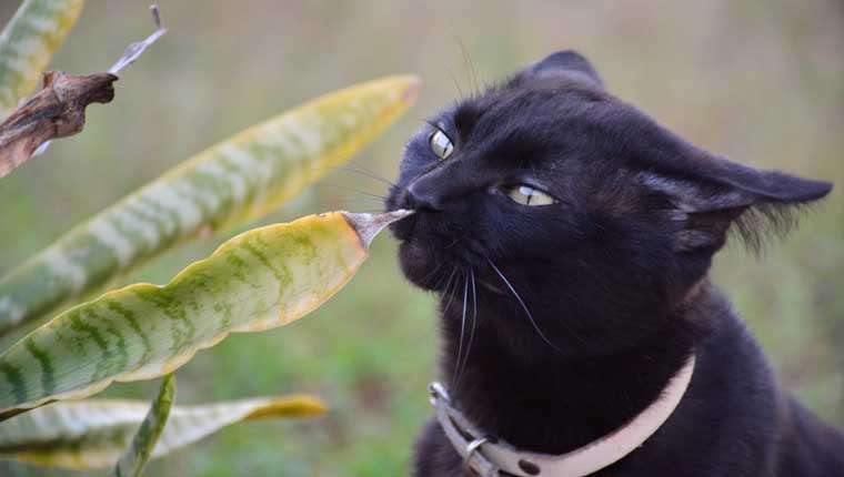 fotos de gatinhos