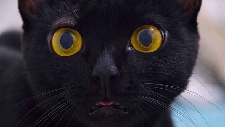 fotos de gato preto raças